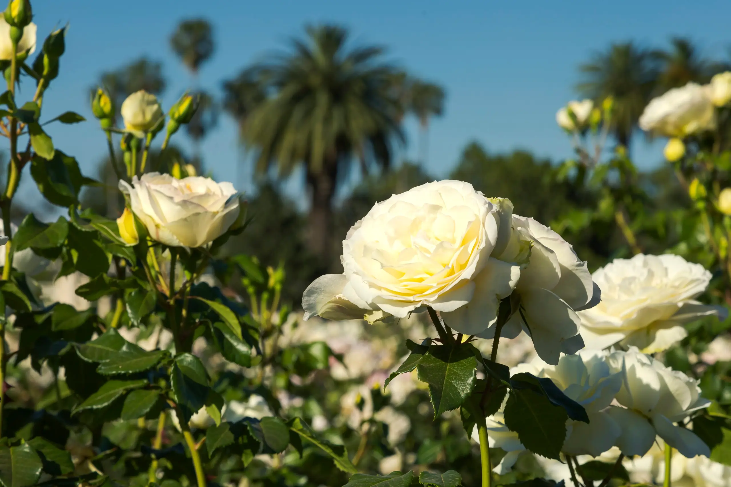 Tool Storage Deals Worth Buying: The Milwaukee Walmart Picks